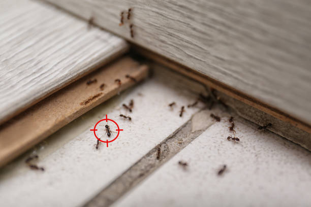Best Local Pest Control Services  in Coolidge, AZ