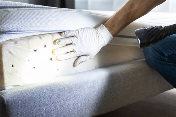 Best Best Pest Control Companies  in Coolidge, AZ