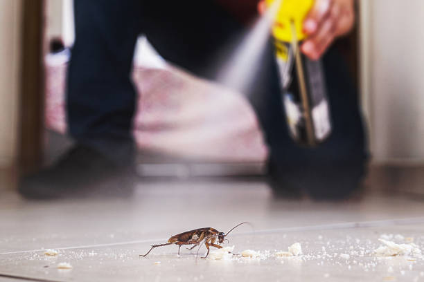 Best Termite Control Services  in Coolidge, AZ
