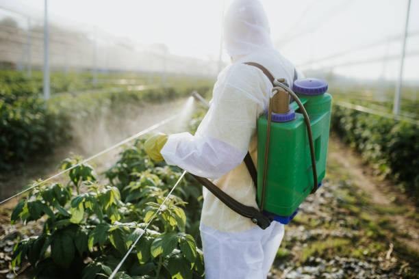 Best Ant Control Services  in Coolidge, AZ